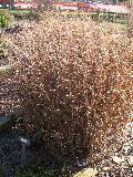 Red Switchgrass, Shenandoah Switchgrass / Panicum virgatum 